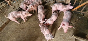 purcei pietrain - imagine 4