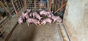 purcei pietrain - imagine 2