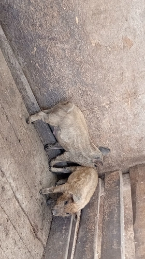 2 Purcei duroc cu mangaliță de vanzare! - imagine 3