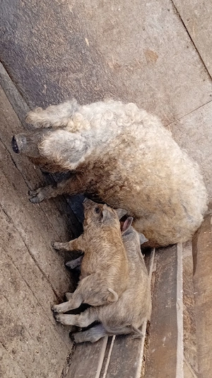 2 Purcei duroc cu mangaliță de vanzare! - imagine 2