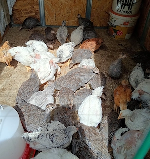 De vânzare Bibilici de 40 lei bucata și pui gaină Monaco - imagine 5