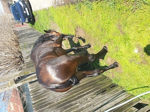 Vând  iapa  3 ani cuminte  blândă  fără defecte   60 negociabil  sau schimb  cu o junică - imagine 2