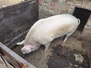 Vând porc marele alb - imagine 2