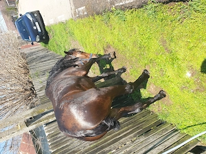 Vând  iapa  3 ani cuminte  blândă  fără defecte   60 negociabil  sau schimb  cu o junică - imagine 4