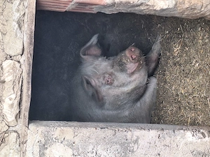 Vând porc marele alb - imagine 3