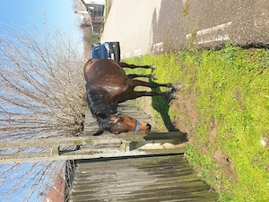 Vând  iapa  3 ani cuminte  blândă  fără defecte   60 negociabil  sau schimb  cu o junică - imagine 8