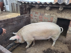 Vând porc marele alb