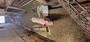 Vand Vieri din rasa marele alb cu landrace - imagine 3