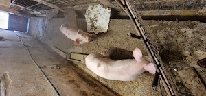 Vand Vieri din rasa marele alb cu landrace - imagine 2