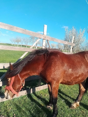     De vânzare  - imagine 3