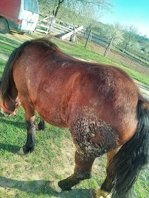     De vânzare  - imagine 4