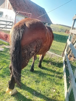     De vânzare  - imagine 2