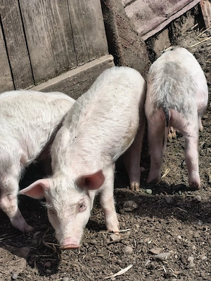 godini și purcei caută alt stăpân  - imagine 3