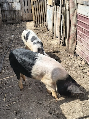 godini și purcei caută alt stăpân  - imagine 4