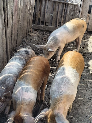 godini și purcei caută alt stăpân 