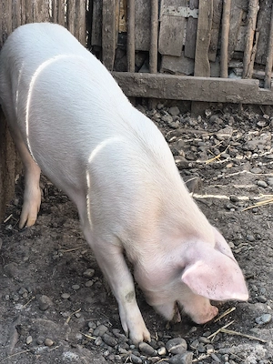 godini și purcei caută alt stăpân  - imagine 2