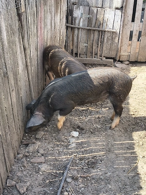 godini și purcei caută alt stăpân  - imagine 5