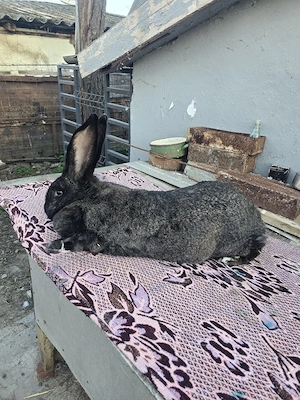 iepurite de vânzare 