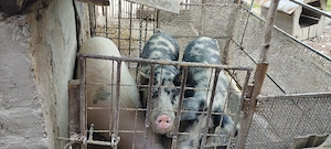 vand porci 100...120 kg - imagine 3