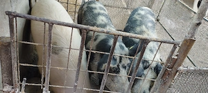 vand porci 100...120 kg - imagine 2