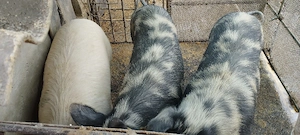 vand porci 100...120 kg