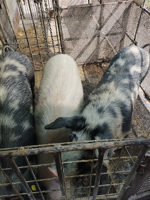 vand porci 100...120 kg - imagine 5