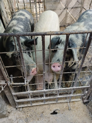 vand porci 100...120 kg - imagine 4