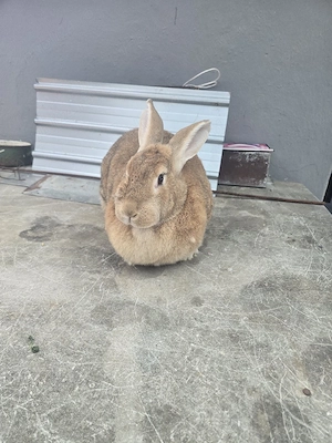 iepurita de vânzare  - imagine 3