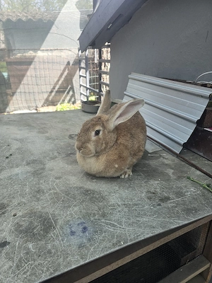 iepurita de vânzare 