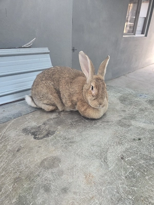 iepurita de vânzare  - imagine 2