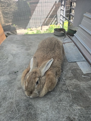 iepurita de vânzare  - imagine 5