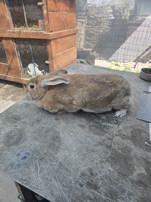 iepurita de vânzare  - imagine 4