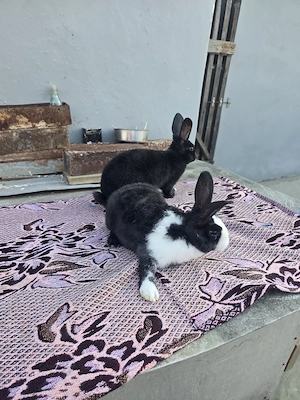 iepurași rex dalmațian 