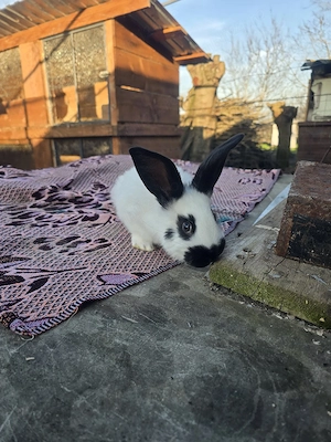 iepurași fluture german 