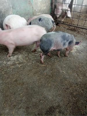 Vand purcei  - imagine 2