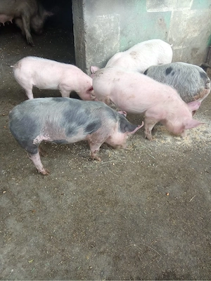 Vand purcei  - imagine 3