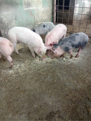 Vand purcei  - imagine 4