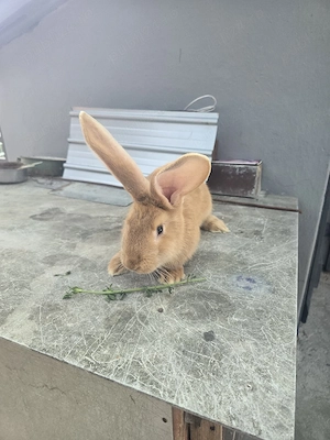 iepurași uriaș german galben 