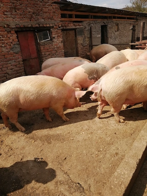 Vând porci - imagine 2