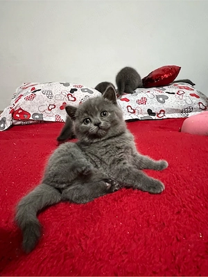 Pisicute si motanei Scottish si British