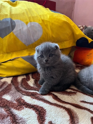 Scottish Fold Blue 