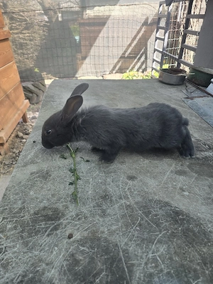 iepurași janet albastru  - imagine 4