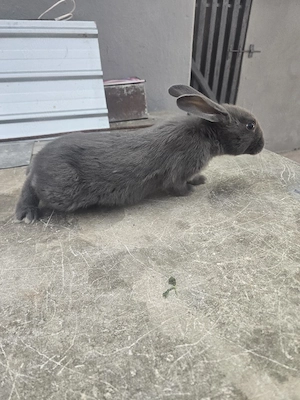 iepurași janet albastru  - imagine 5