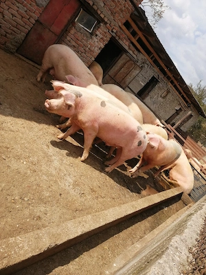 Porci de vanzare - imagine 2