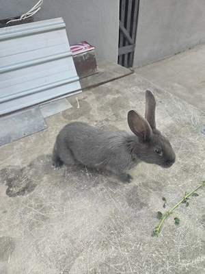 iepurași janet albastru  - imagine 3