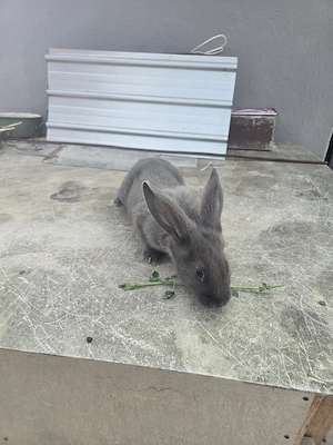 iepurași janet albastru 