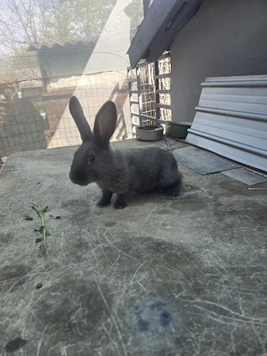 iepurași janet albastru  - imagine 2