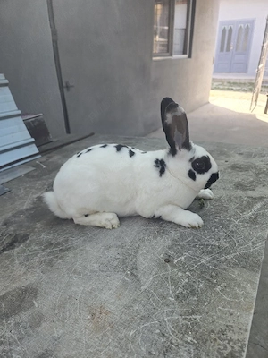 iepurași rex dalmațian 