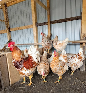 Ouă incubat pita pinta roxa și portelan - imagine 5