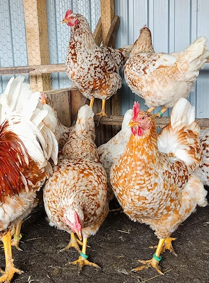 Ouă incubat pita pinta roxa și portelan - imagine 2